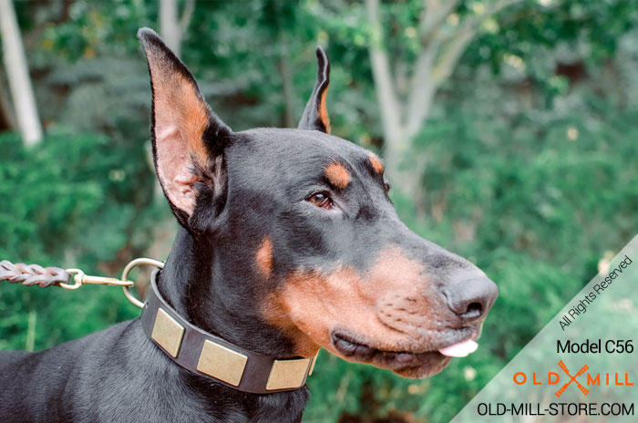 Doberman Collar with Vintage Brass Plates